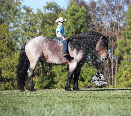 HorseID: 2304969 Kodiak - PhotoID: 1088137