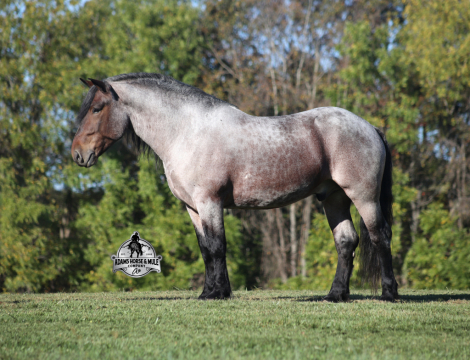 HorseID: 2304969 Kodiak - PhotoID: 1088138