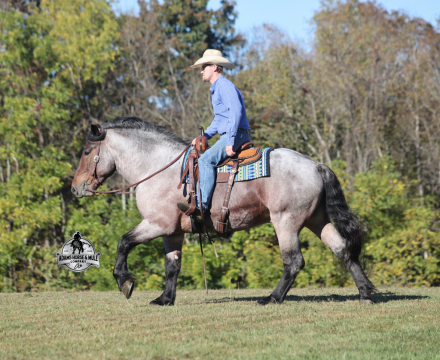 HorseID: 2304969 Kodiak - PhotoID: 1088139