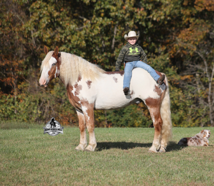 HorseID: 2304970 Maximus - PhotoID: 1088144