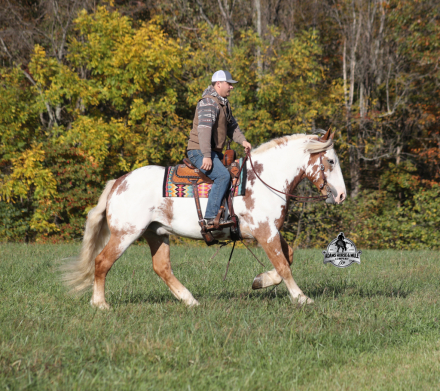 HorseID: 2304970 Maximus - PhotoID: 1088145