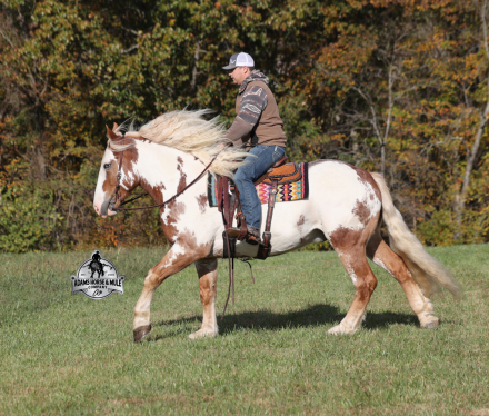 HorseID: 2304970 Maximus - PhotoID: 1088146