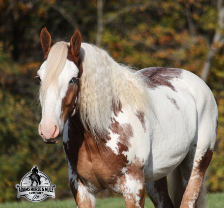 HorseID: 2304970 Maximus - PhotoID: 1088147