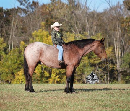 HorseID: 2304971 Reno - PhotoID: 1088148