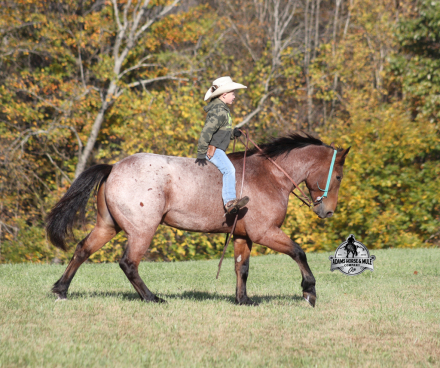 HorseID: 2304971 Reno - PhotoID: 1088149