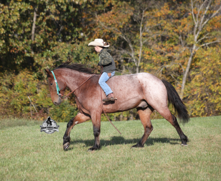 HorseID: 2304971 Reno - PhotoID: 1088150