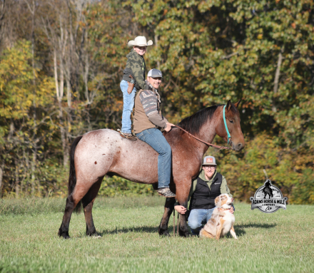 HorseID: 2304971 Reno - PhotoID: 1088151