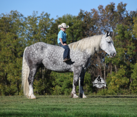 HorseID: 2304972 Hulk Hogan - PhotoID: 1088133