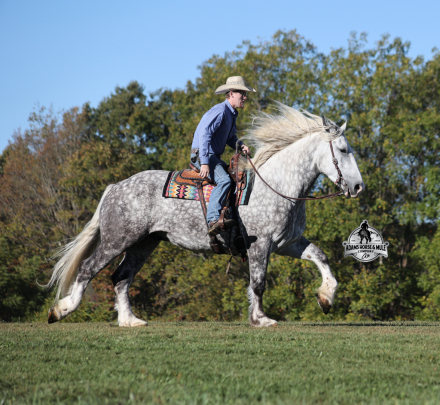 HorseID: 2304972 Hulk Hogan - PhotoID: 1088134