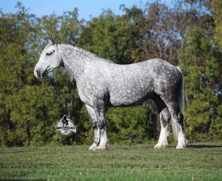 HorseID: 2304972 Hulk Hogan - PhotoID: 1088135