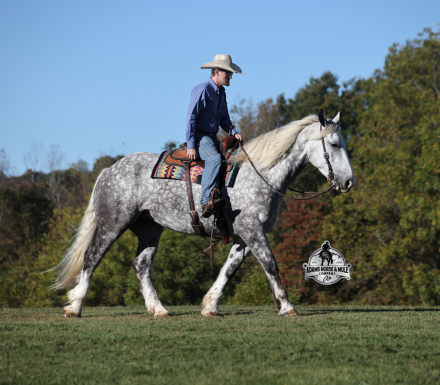 HorseID: 2304972 Hulk Hogan - PhotoID: 1088136