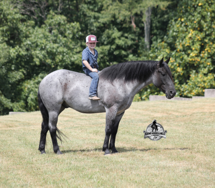 HorseID: 2304973 Hondo - PhotoID: 1088129