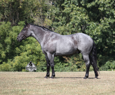 HorseID: 2304973 Hondo - PhotoID: 1088130