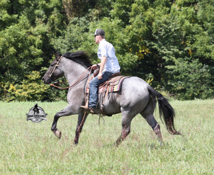 HorseID: 2304973 Hondo - PhotoID: 1088131