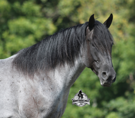 HorseID: 2304973 Hondo - PhotoID: 1088132