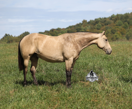 HorseID: 2304974 Canyon - PhotoID: 1088126