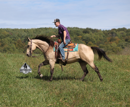 HorseID: 2304974 Canyon - PhotoID: 1088127