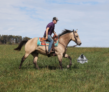 HorseID: 2304974 Canyon - PhotoID: 1088128