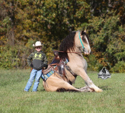 HorseID: 2304975 Sparklin Gold Rush - PhotoID: 1088152