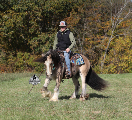 HorseID: 2304975 Sparklin Gold Rush - PhotoID: 1088153