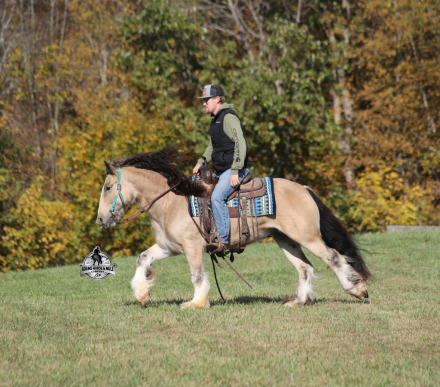 HorseID: 2304975 Sparklin Gold Rush - PhotoID: 1088154