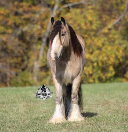 HorseID: 2304975 Sparklin Gold Rush - PhotoID: 1088155