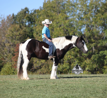 HorseID: 2304976 Lakota - PhotoID: 1088140