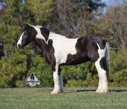 HorseID: 2304976 Lakota - PhotoID: 1088141