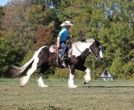 HorseID: 2304976 Lakota - PhotoID: 1088142