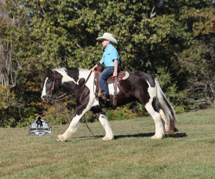 HorseID: 2304976 Lakota - PhotoID: 1088143