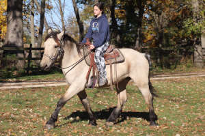 HorseID: 2304978 Buck - PhotoID: 1088104