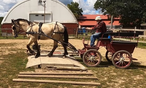 HorseID: 2304978 Buck - PhotoID: 1088106