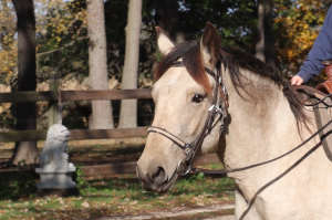 HorseID: 2304978 Buck - PhotoID: 1088107