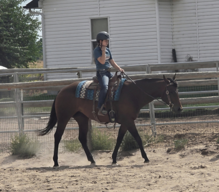 HorseID: 2304986 Twenty Twenty Escape - PhotoID: 1088115