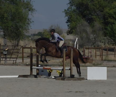 HorseID: 2304986 Twenty Twenty Escape - PhotoID: 1088117