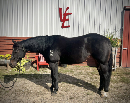 HorseID: 2304987 Pearls Goldun Lady - PhotoID: 1088120