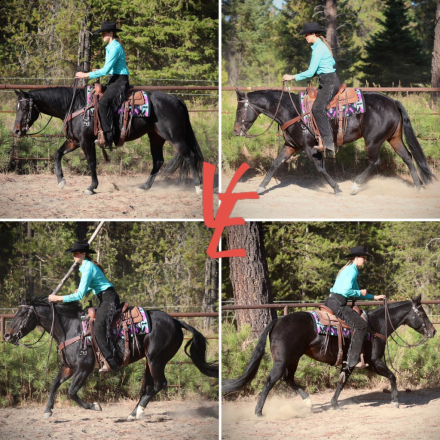 HorseID: 2304987 Pearls Goldun Lady - PhotoID: 1088121