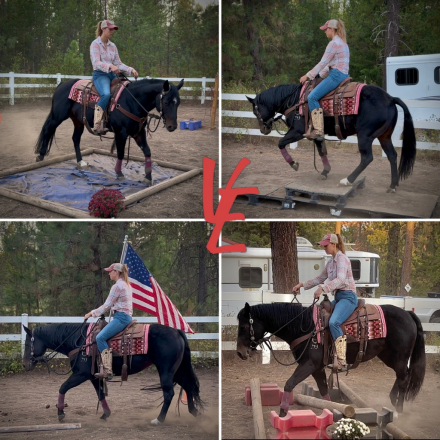 HorseID: 2304987 Pearls Goldun Lady - PhotoID: 1088122