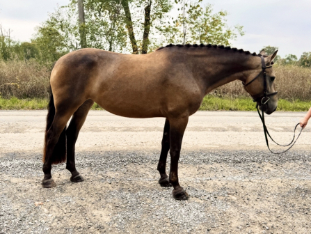 HorseID: 2304990 Mochachino - PhotoID: 1088124