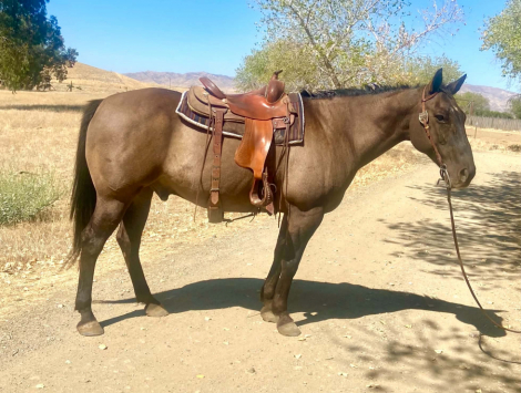 HorseID: 2305038 SMOKEY DUNIT RIGHT - PhotoID: 1098399