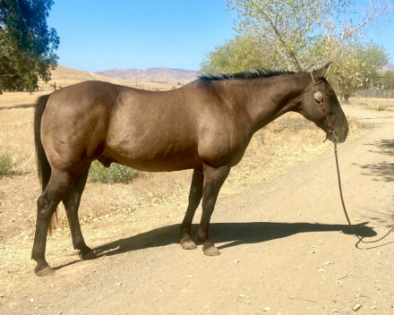 HorseID: 2305038 SMOKEY DUNIT RIGHT - PhotoID: 1098400