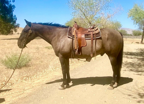 HorseID: 2305038 SMOKEY DUNIT RIGHT - PhotoID: 1098401