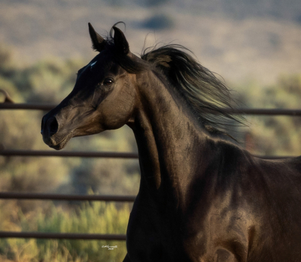 Arabian (Arabian, Mare) in Reno, NV