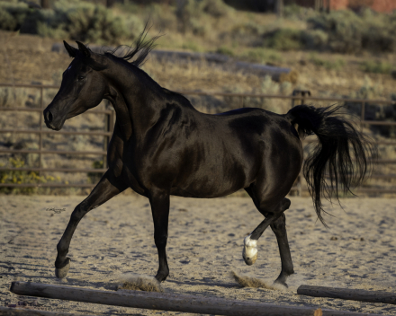 HorseID: 2305364 DE Anjulizza - PhotoID: 1099975