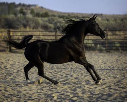 HorseID: 2305364 DE Anjulizza - PhotoID: 1099976
