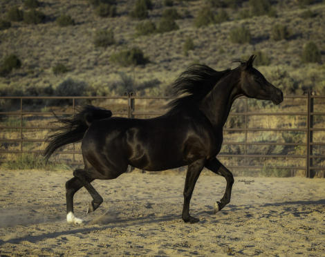 HorseID: 2305364 DE Anjulizza - PhotoID: 1099977