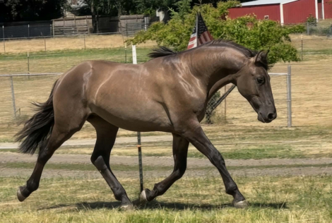 Friesian × Friesian Cross (Friesian × Friesian Cross, Colt (under 4)) in Tacoma, WA