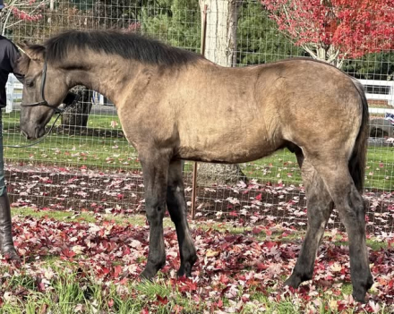 HorseID: 2305595 2025 Grullo Friesian X Colt - PhotoID: 1107553