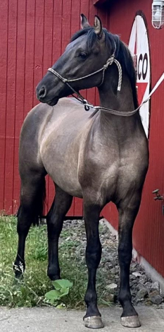 HorseID: 2305595 2025 Grullo Friesian X Colt - PhotoID: 1107554