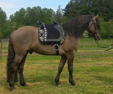 HorseID: 2305595 2025 Grullo Friesian X Colt - PhotoID: 1107555